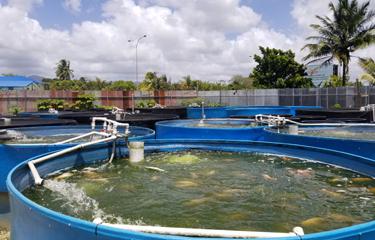 Der Aquakultursektor in Trinidad und Tobago kämpft gegen den regionalen Trend